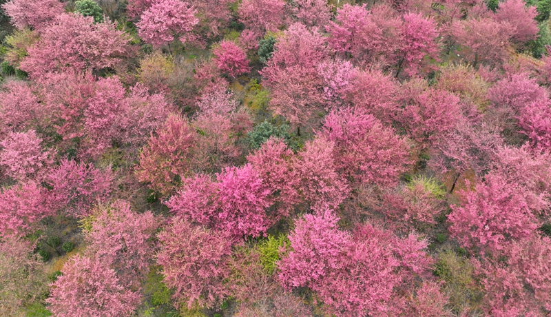 清鎮紅楓湖畔早櫻盛開。