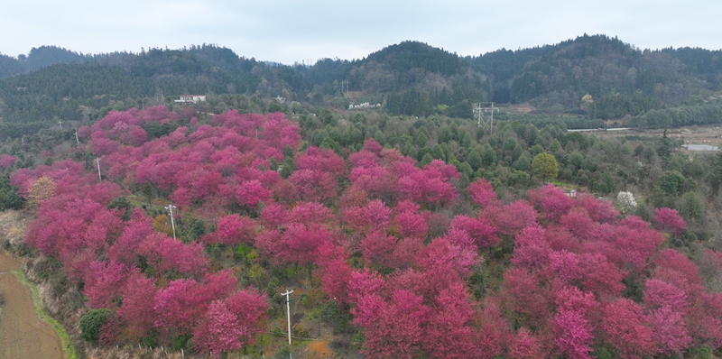 清鎮紅楓湖畔早櫻盛開。