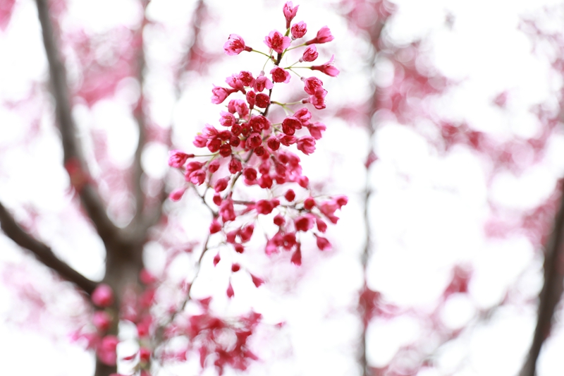 清鎮紅楓湖畔早櫻盛開。