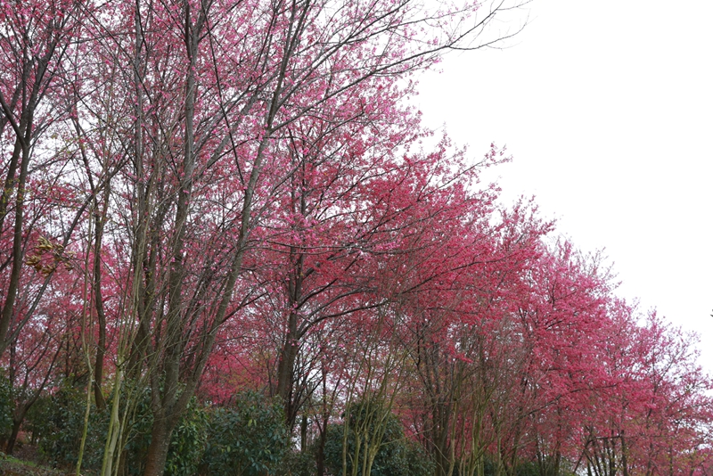 清鎮(zhèn)紅楓湖畔早櫻盛開。