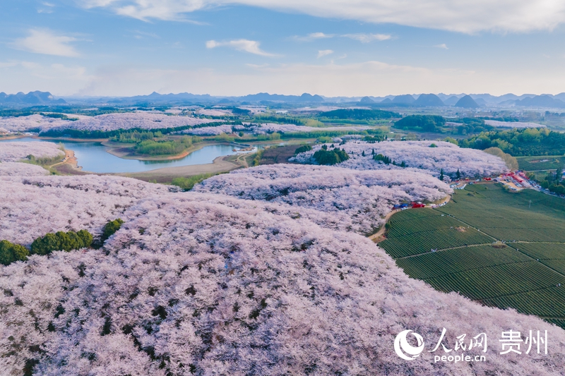 貴安櫻花園。人民網 陽茜攝