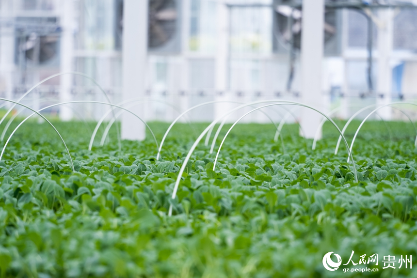 種苗繁育中心培育的蔬菜種苗。人民網(wǎng)記者 涂敏攝