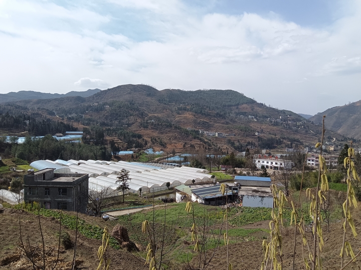 2025年3月2日,赫章正豐農業有限公司蔬菜大棚育苗忙,江雪攝.jpg (1).jpg