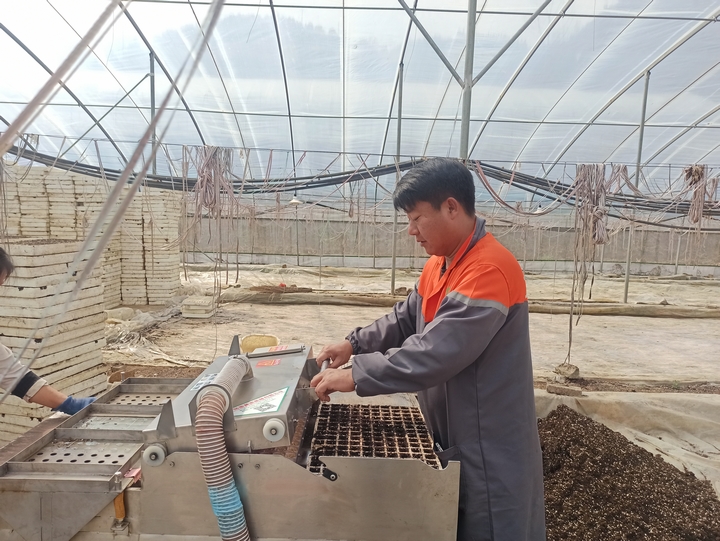 2025年3月2日,赫章正豐農業有限公司蔬菜大棚育苗忙,江雪攝.jpg (2).jpg