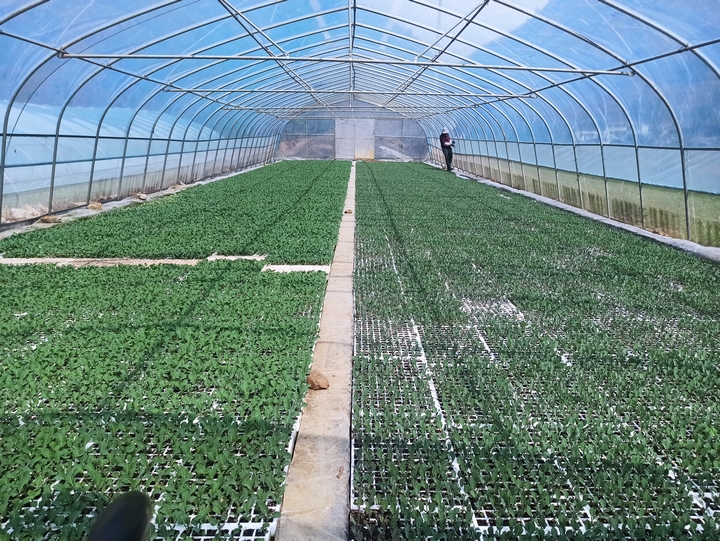 2025年3月2日,赫章正豐農業有限公司蔬菜大棚育苗忙,江雪攝.jpg (3).jpg