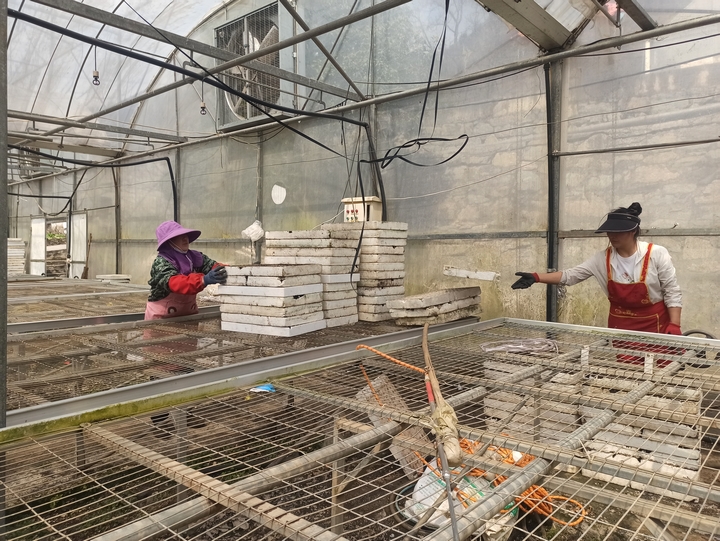 2025年3月2日,赫章正豐農業有限公司蔬菜大棚育苗忙,江雪攝.jpg (4).jpg