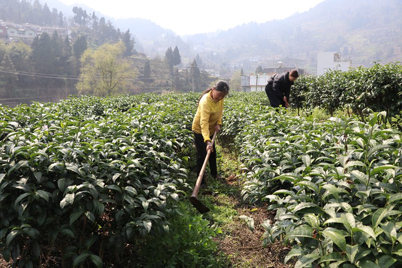 茶園管護(hù)忙。