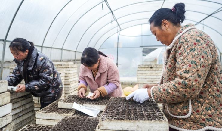 沿河：育辣椒苗1300余萬(wàn)株