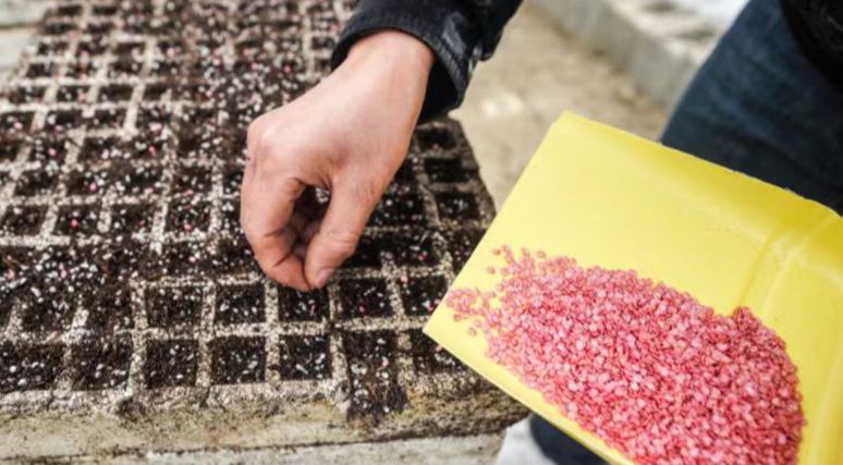 沿河：育辣椒苗1300余萬(wàn)株