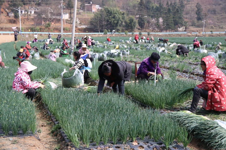 2025.03.12 松林坡鄉香蔥采收現場 閔罡 攝  (20).JPG