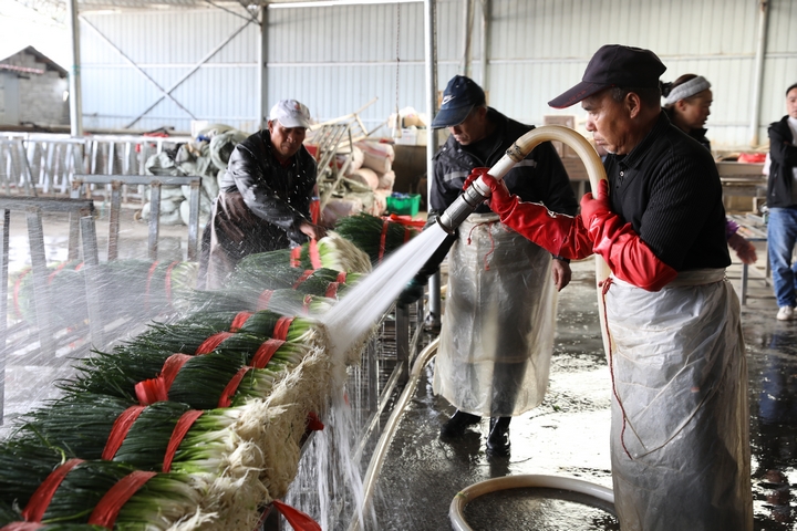 松林香蔥（陳春志） (4).JPG