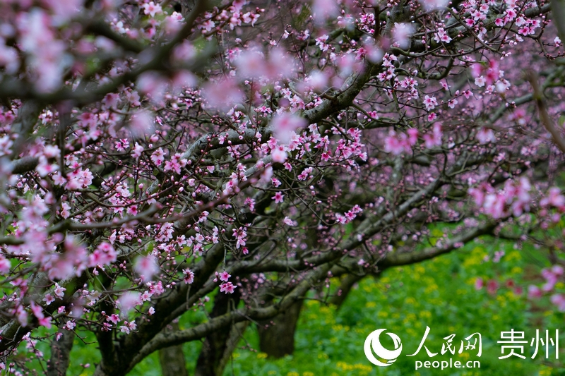 1 桃花滿枝頭。人民網 陽茜攝jpg.jpg