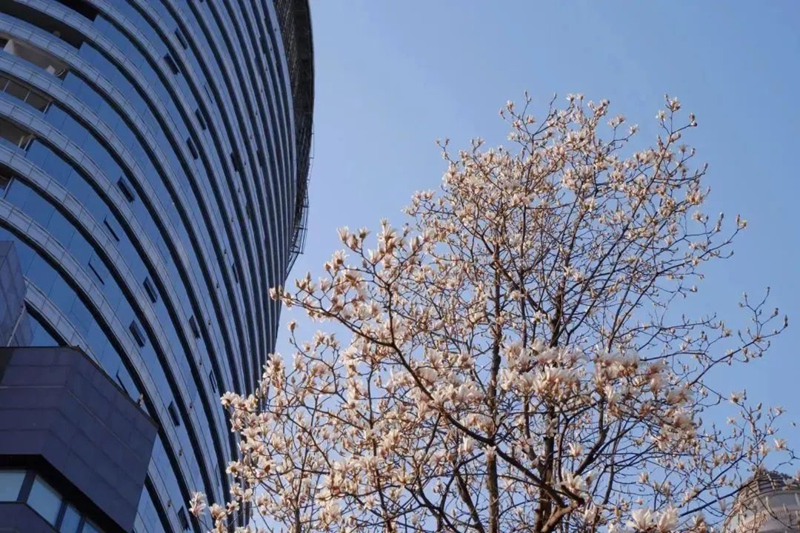 春日尋芳,花漾南明。