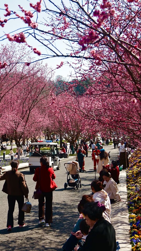 春日尋芳,花漾南明。