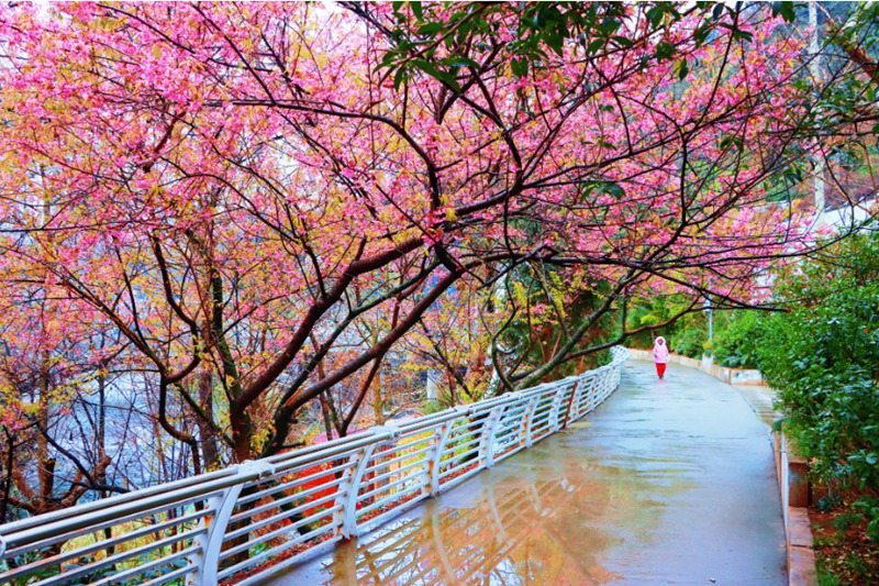 春日尋芳,花漾南明。