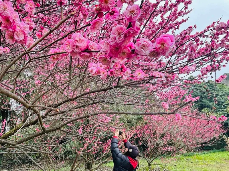 春日尋芳,花漾南明。