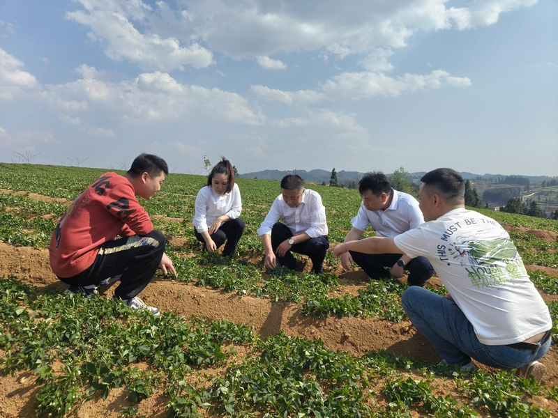 工作人員實地考察太子參生長情況。工商銀行凱里分行供圖