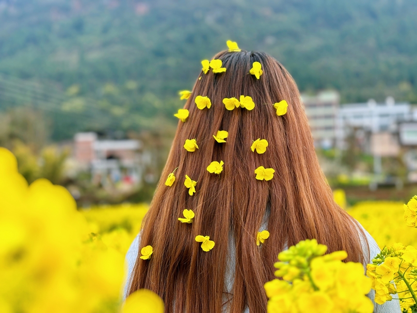 發絲綴黃花,沉醉在習水程寨油菜花海中。