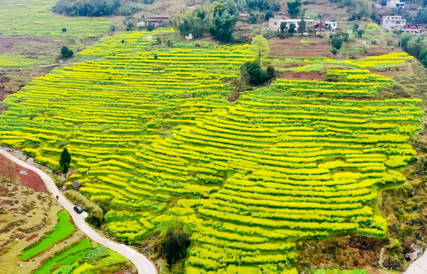 羅禹洞村百畝梯田油菜花正以最質(zhì)樸的姿態(tài)綻放。