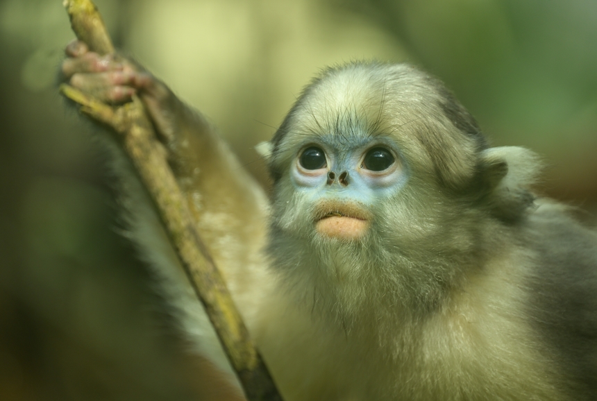 2025年3月19日,在貴州梵凈山國家級自然保護區黔金絲猴研究中心拍攝的黔金絲猴。