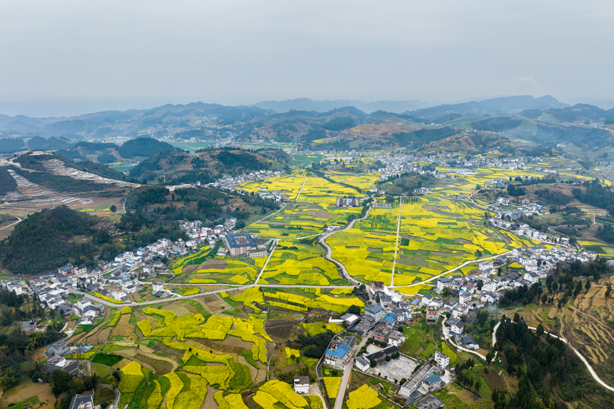 航拍桐梓縣官倉鎮朱天村的油菜花田。人民網記者 涂敏攝