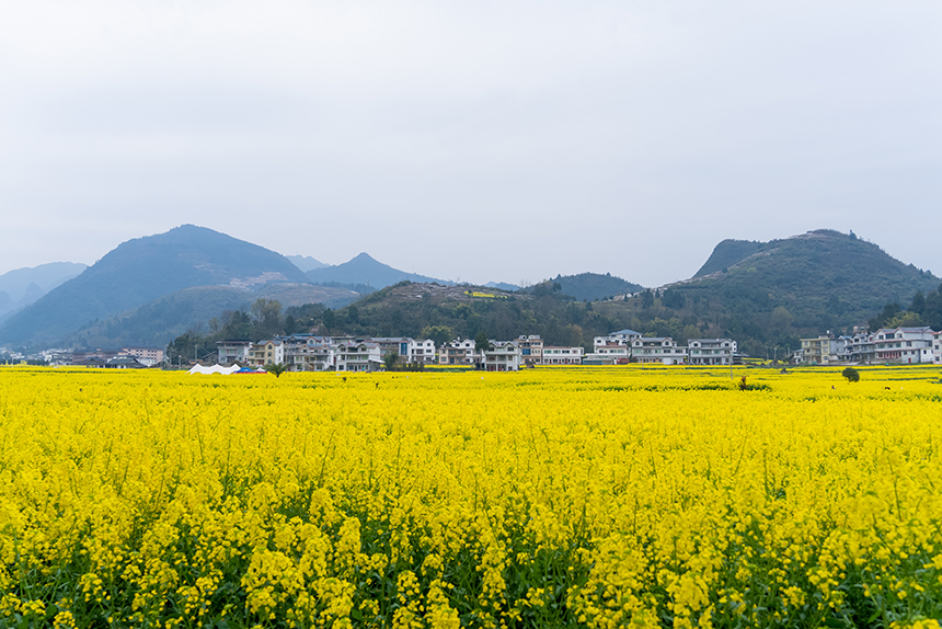 盛開的油菜花與遠處的民居。人民網記者 涂敏攝