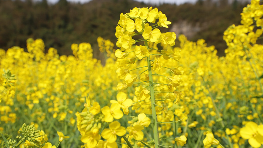 修文大地：金黃調色板 讓鄉村從畫中走來。