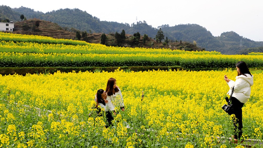 修文大地：金黃調色板 讓鄉村從畫中走來。