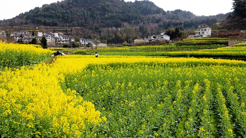 修文大地：金黃調色板 讓鄉村從畫中走來。