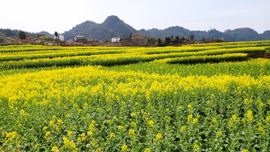修文大地：金黃調(diào)色板 讓鄉(xiāng)村從畫中走來。