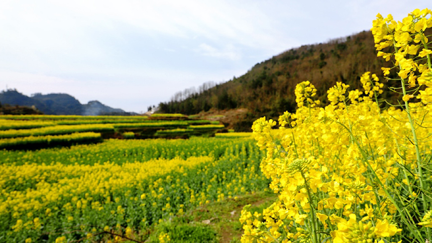 修文大地：金黃調色板 讓鄉村從畫中走來。