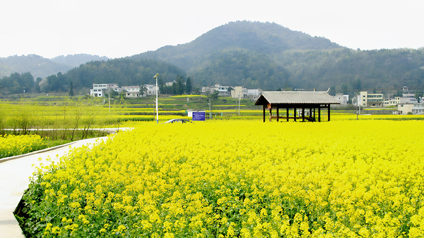 修文大地：金黃調色板 讓鄉村從畫中走來。