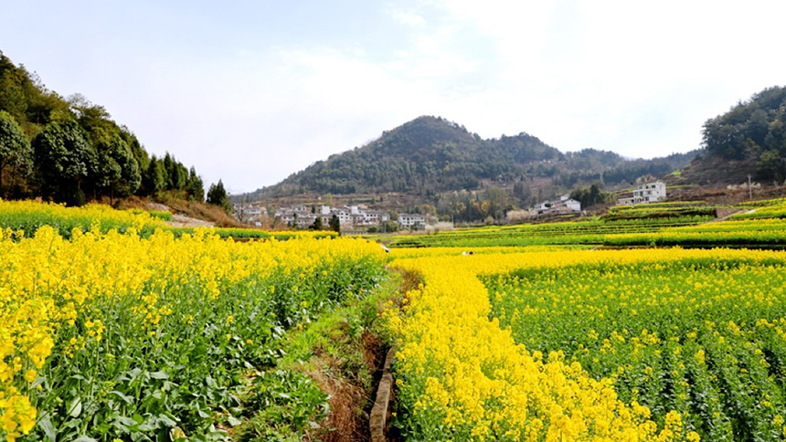 修文大地：金黃調色板 讓鄉村從畫中走來。