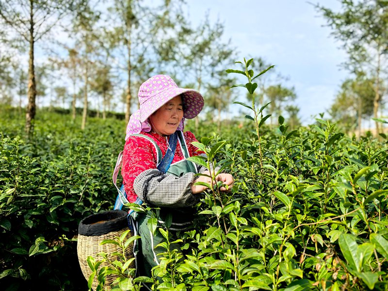 平壩十字鄉(xiāng)600畝茶園“指尖經(jīng)濟(jì)”助農(nóng)增收。