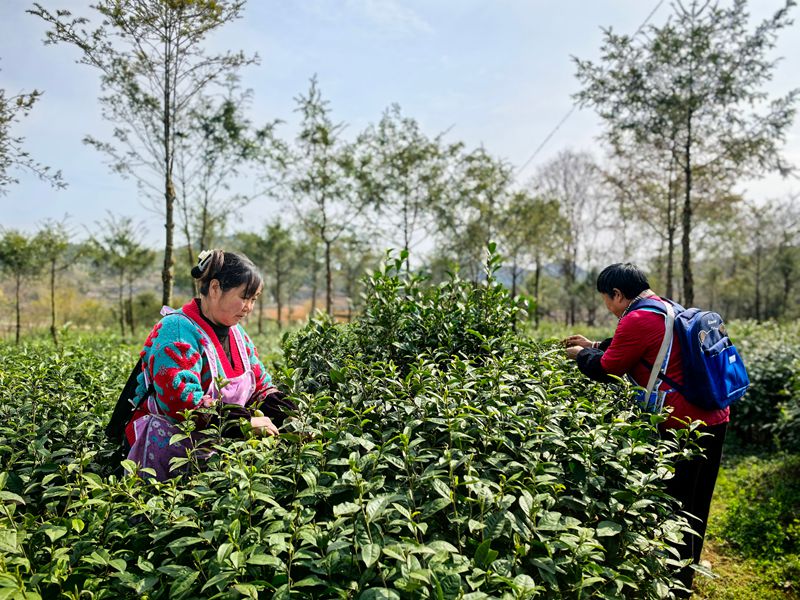 平壩十字鄉(xiāng)600畝茶園“指尖經(jīng)濟(jì)”助農(nóng)增收。