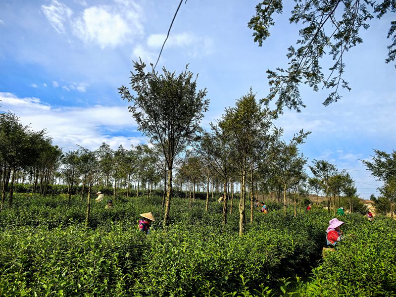 平壩十字鄉(xiāng)600畝茶園“指尖經(jīng)濟(jì)”助農(nóng)增收。