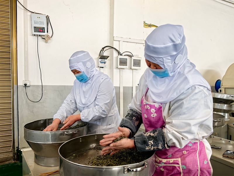 平壩十字鄉(xiāng)600畝茶園“指尖經(jīng)濟(jì)”助農(nóng)增收。