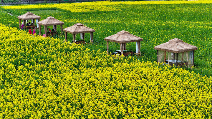 4、盛開的油菜花。