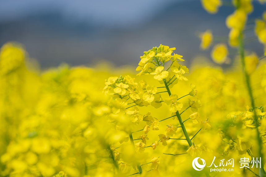 景區內盛開的油菜花。人民網記者 涂敏攝