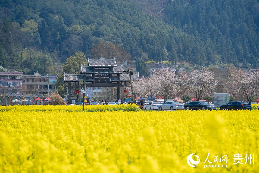 景區(qū)內(nèi)盛開(kāi)的油菜花。人民網(wǎng)記者 涂敏攝