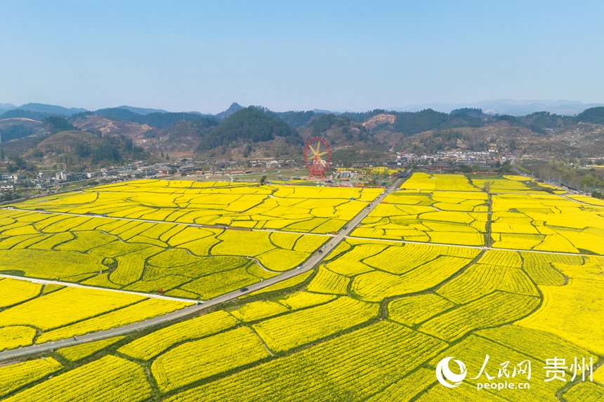 航拍貴定縣“金海雪山”景區盛開的油菜花。人民網記者 涂敏攝
