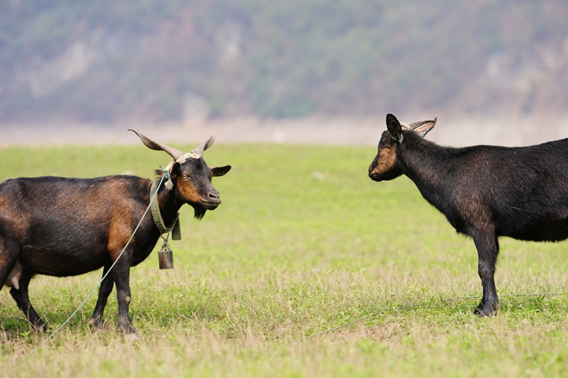 廣袤綠草地上,幾只黑山羊低頭愜意覓食。吳艷禹攝