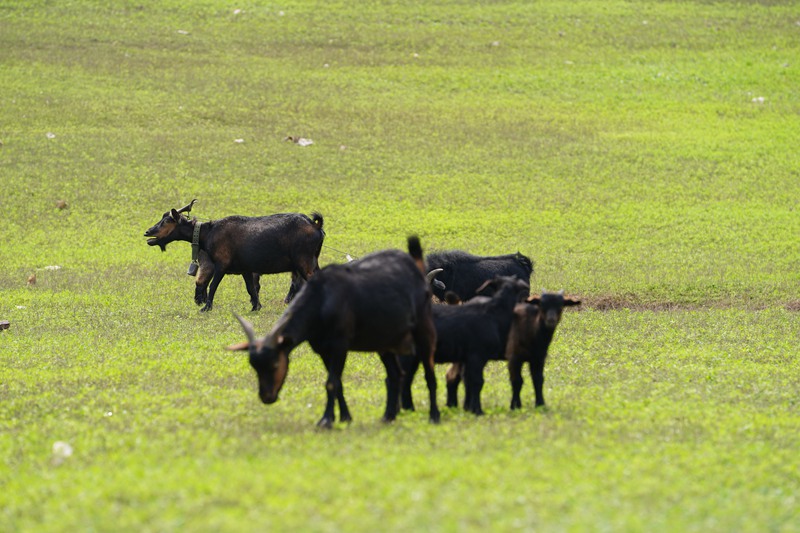 廣袤綠草地上,幾只黑山羊低頭愜意覓食。吳艷禹攝