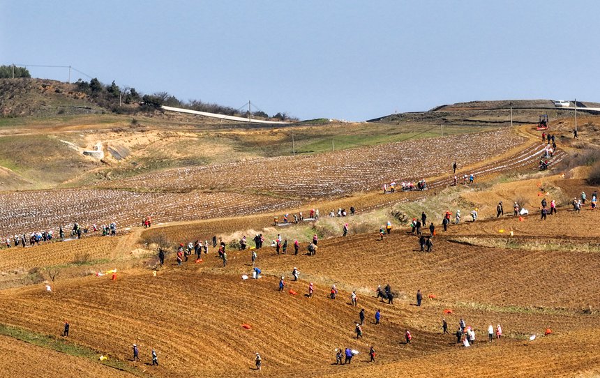 務工群眾在威寧自治縣雪山鎮(zhèn)大發(fā)村種植馬鈴薯。