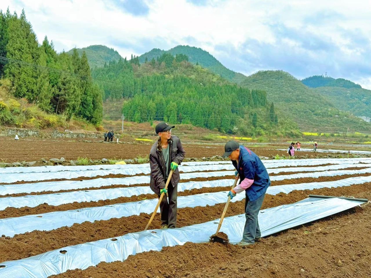 圖為村民在基地里覆土。