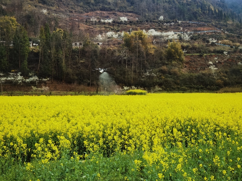 修文縣小箐鎮：無人機“飛防”顯身手 助力油菜穩產增收。