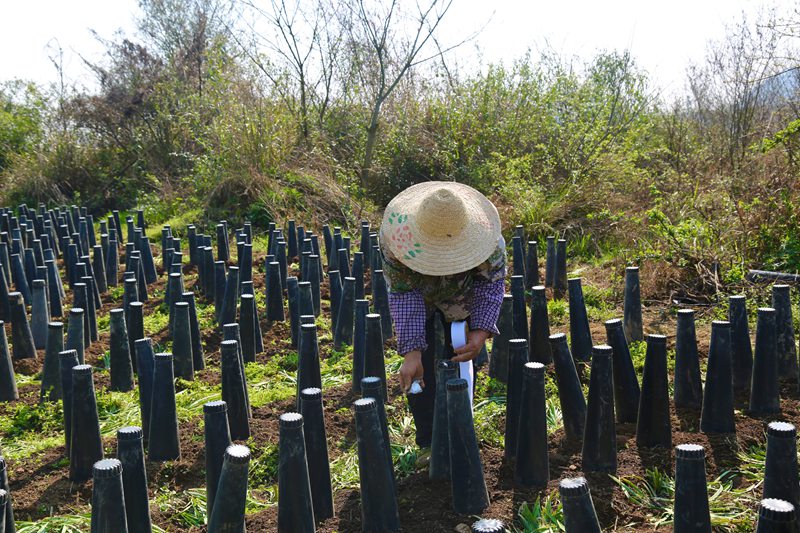 春季管護忙 韭黃產業旺。