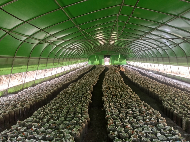 2025年3月23日，種植戶查看菌絲情況，江雪 攝（1）.jpg