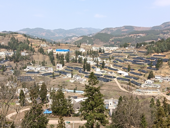 食用菌基地大棚建設情況，江雪 攝.jpg