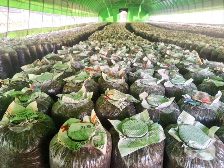 棚內菌棒擺放整齊，江雪 攝.jpg